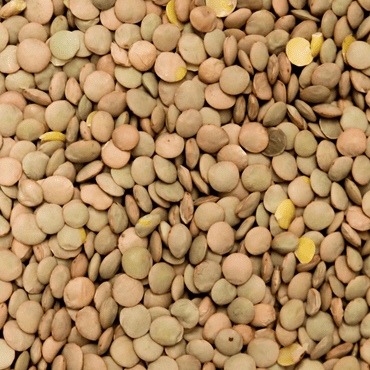 Laird Lentils